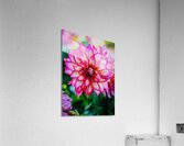 Dahlia 3 Acrylic Print