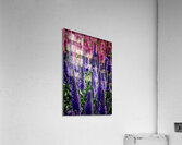 Spiked Speedwell 2 Acrylic Print