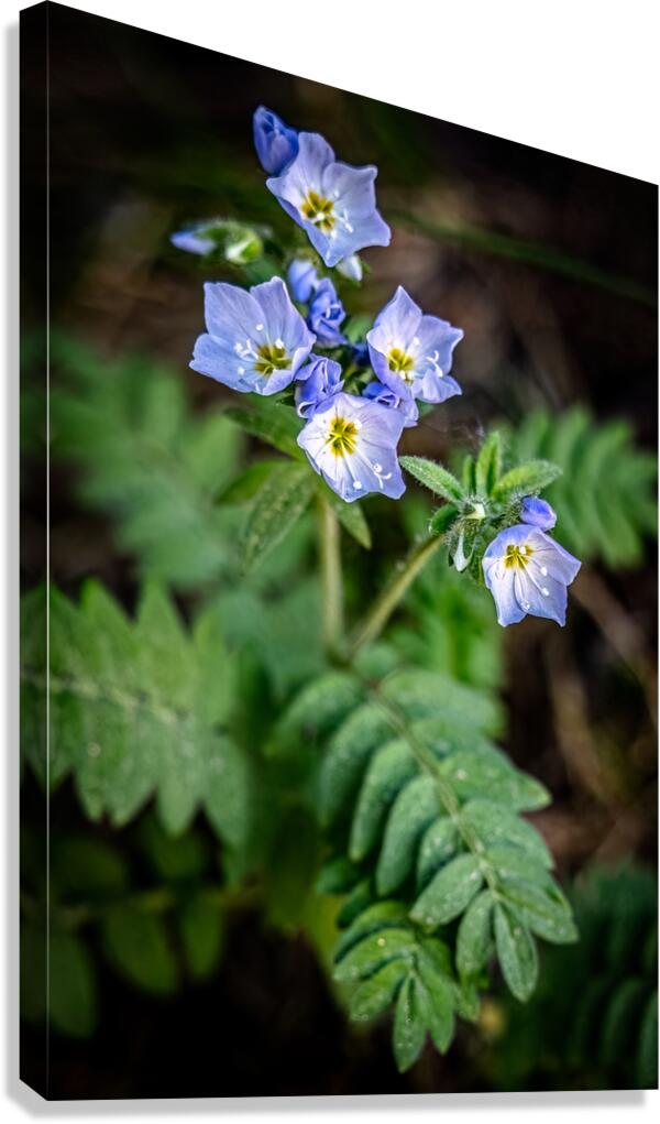 Western Jacobs Ladder Canvas Print