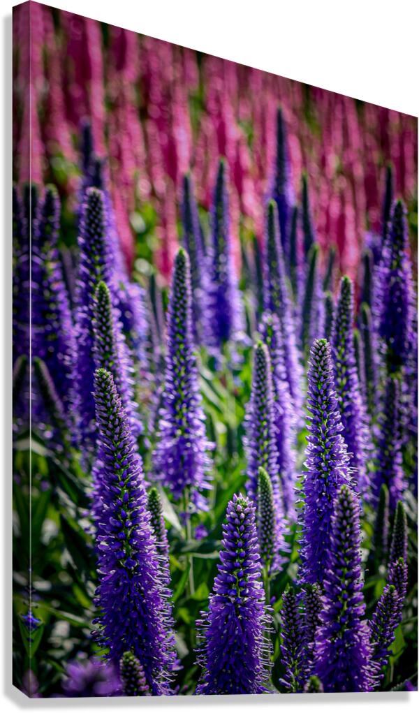 Spiked Speedwell 2 Canvas Print