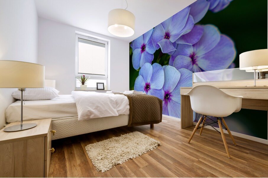 Phlox Mural print