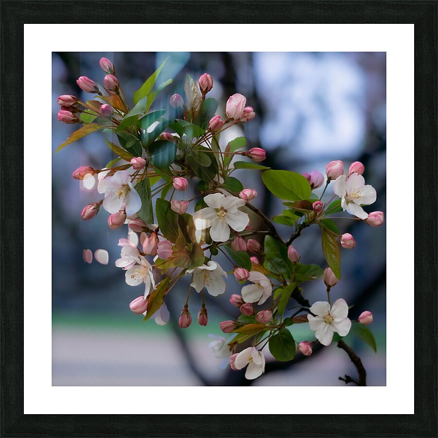 Spring is Here Picture Frame print