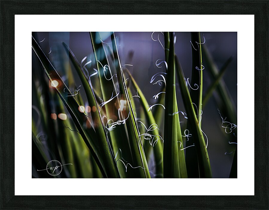 Utah Yucca Picture Frame print