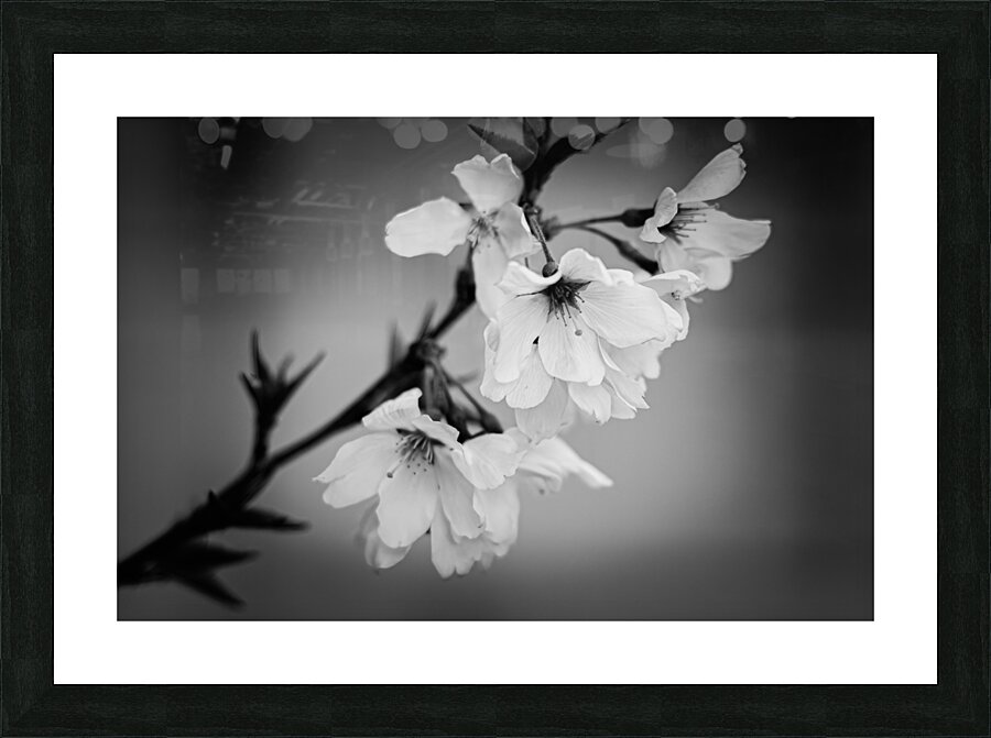 Sakura Picture Frame print