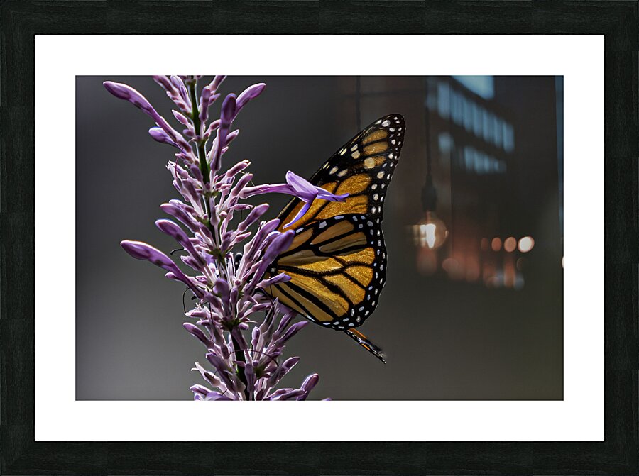 Monarch Picture Frame print