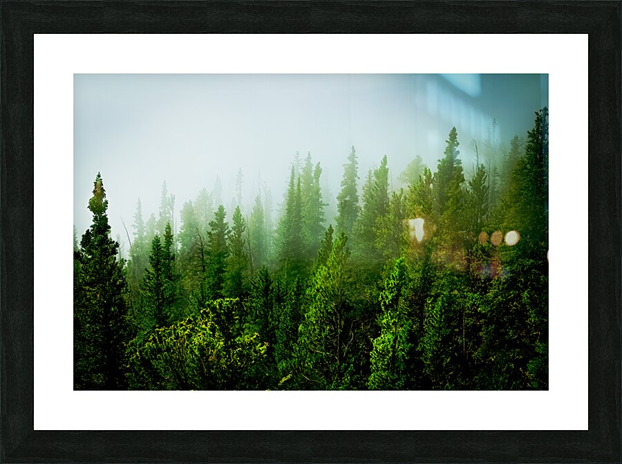 Misty Pines Picture Frame print