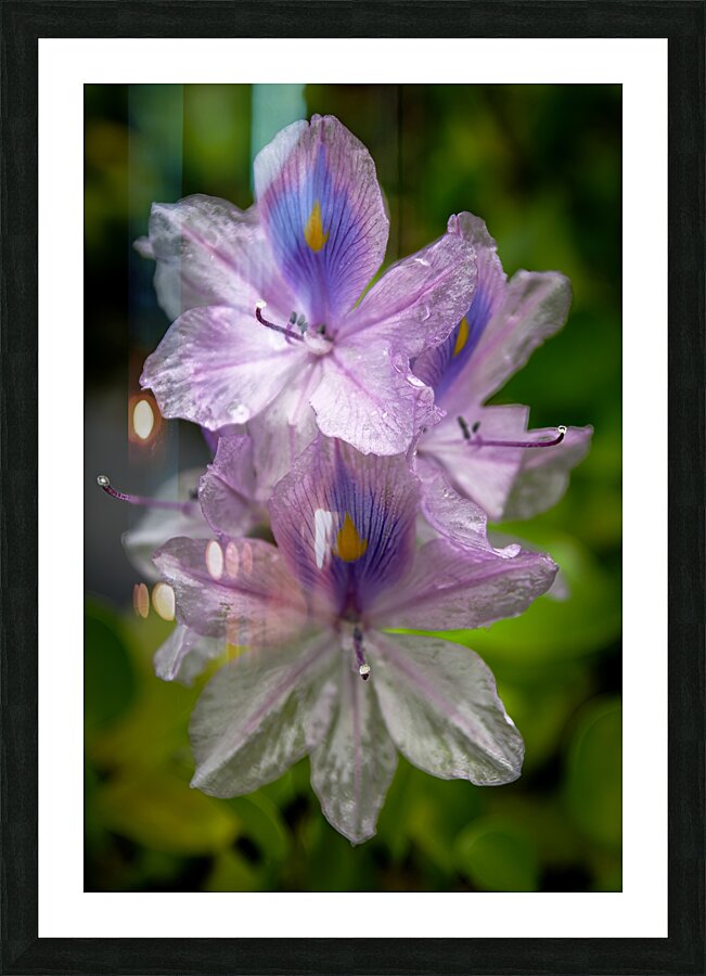 Purple Passion Picture Frame print