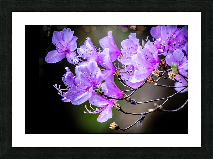 Spring in Japan Picture Frame print