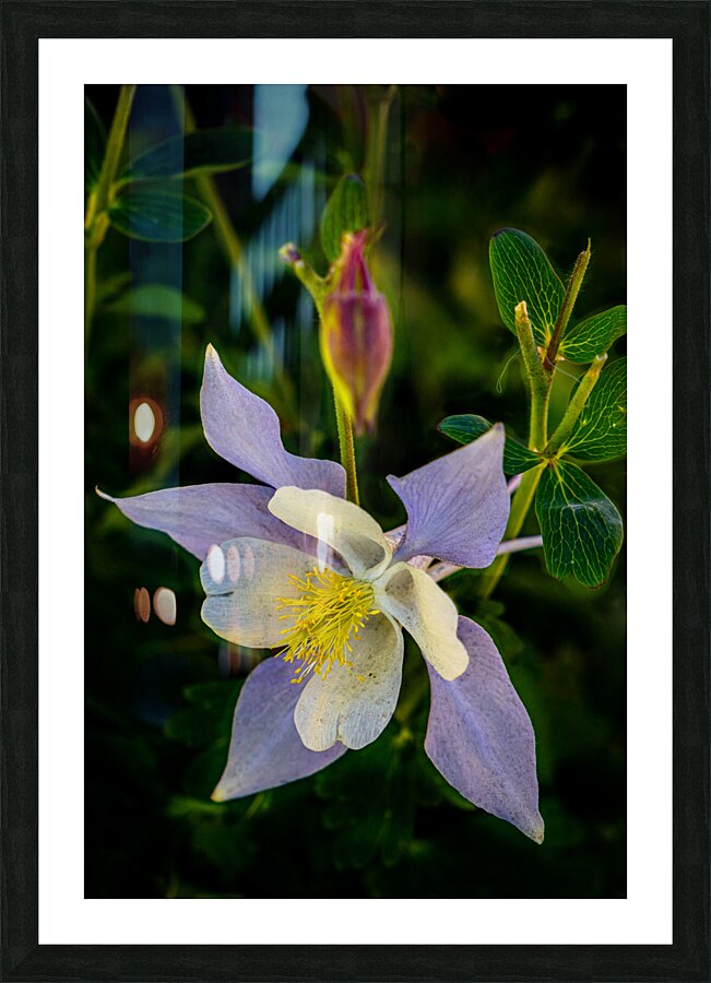 Columbine Picture Frame print