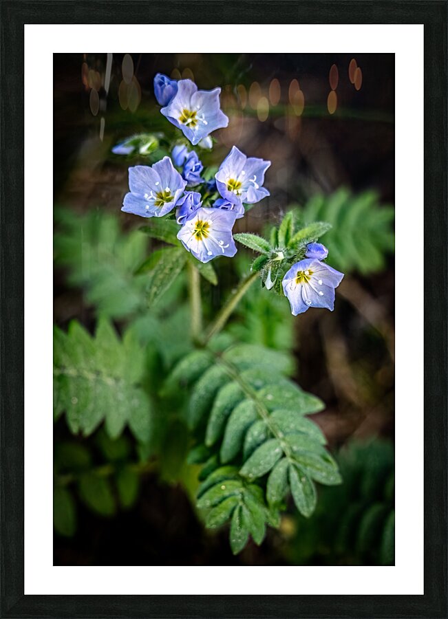 Western Jacobs Ladder Picture Frame print