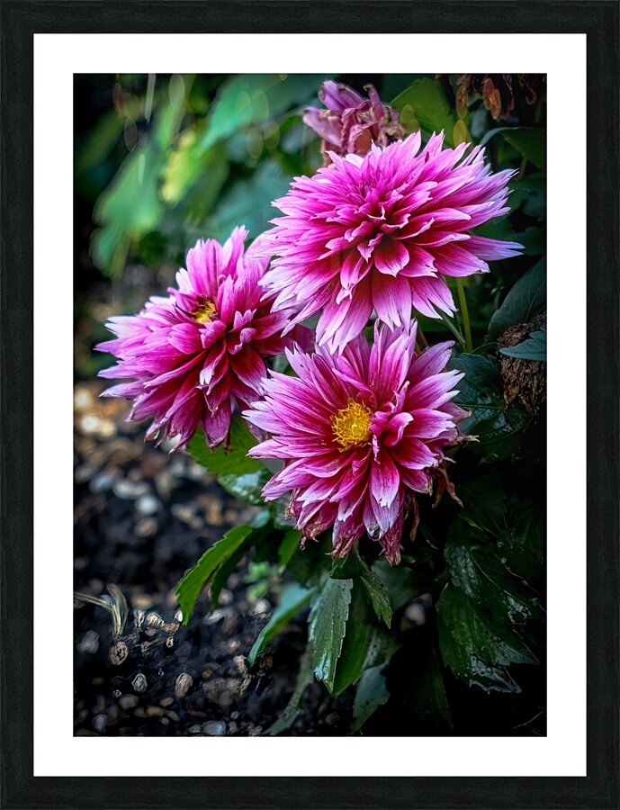 Dahlia 1 Picture Frame print