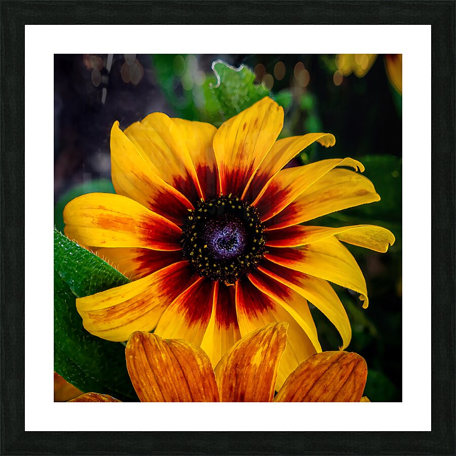 Blackeyed Susan Picture Frame print