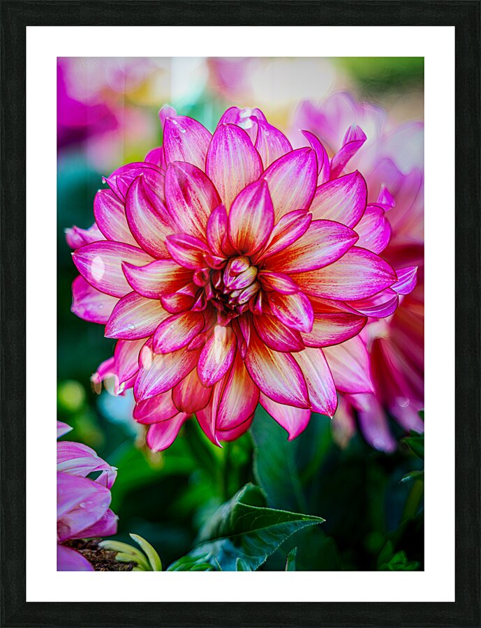 Dahlia 3 Picture Frame print