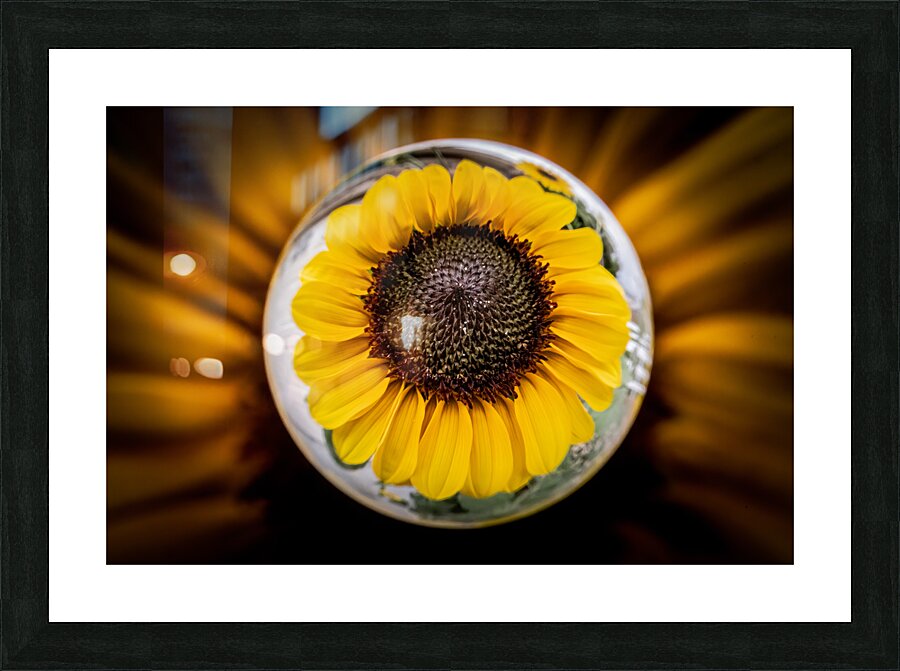 Sunflower 1 Picture Frame print