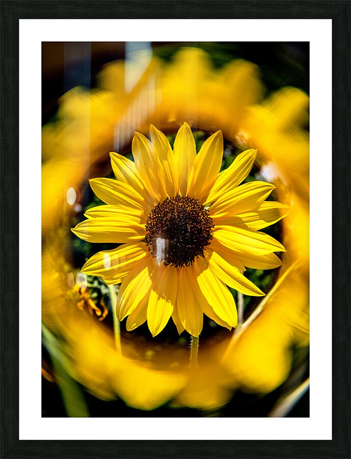 Sunflower 3 Picture Frame print