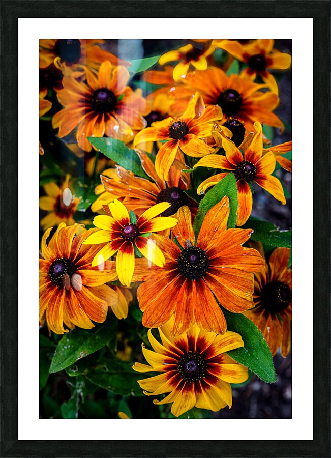 Blackeyed Susans Picture Frame print