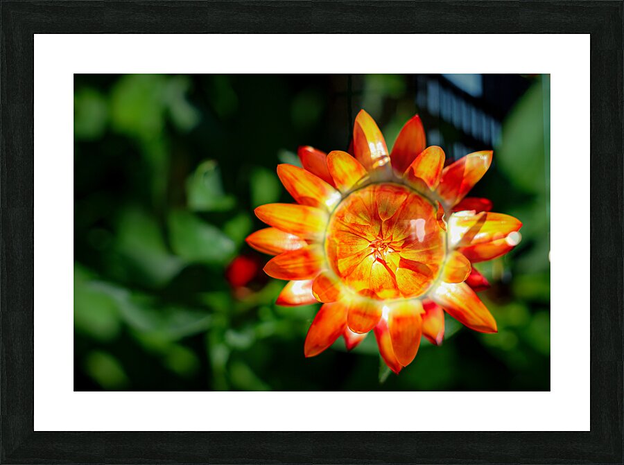 Paper Daisy Picture Frame print