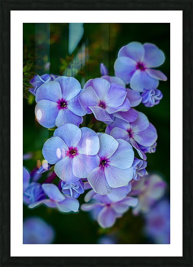Phlox Picture Frame print
