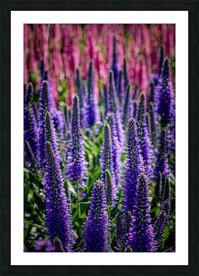 Spiked Speedwell 2 Picture Frame print