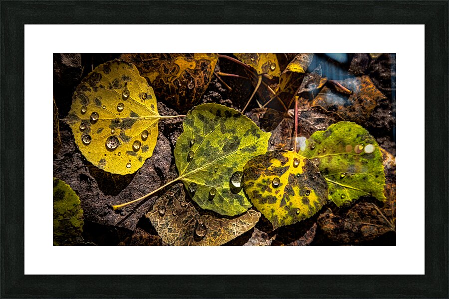 Fallen Aspen Picture Frame print