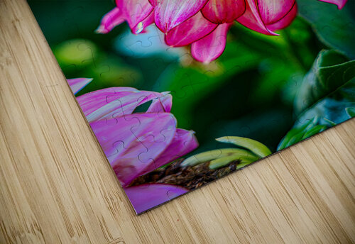 Dahlia 3 Warren Pickett Photography puzzle