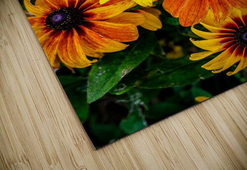 Blackeyed Susans Warren Pickett Photography puzzle