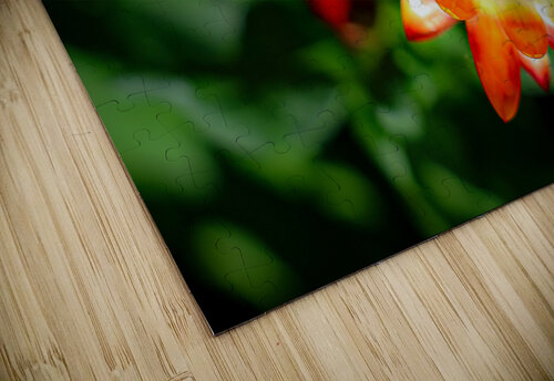 Paper Daisy Warren Pickett Photography puzzle