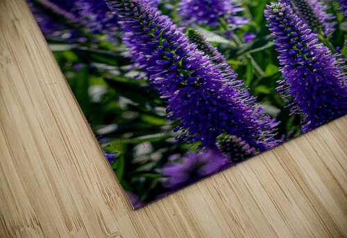 Spiked Speedwell 2 Warren Pickett Photography puzzle