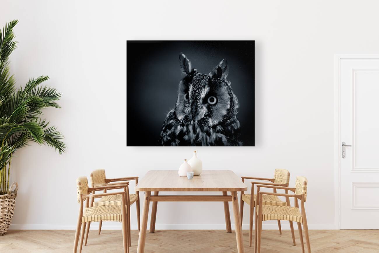 Watchful Owl Reproduction