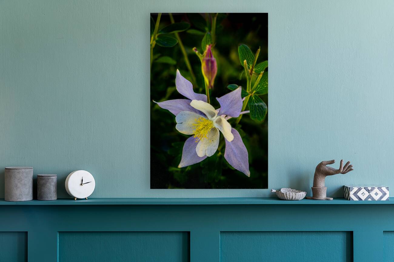 Columbine Reproduction