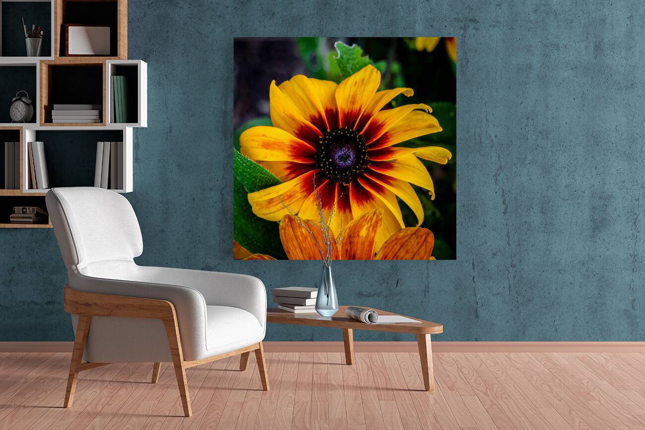 Blackeyed Susan Reproduction