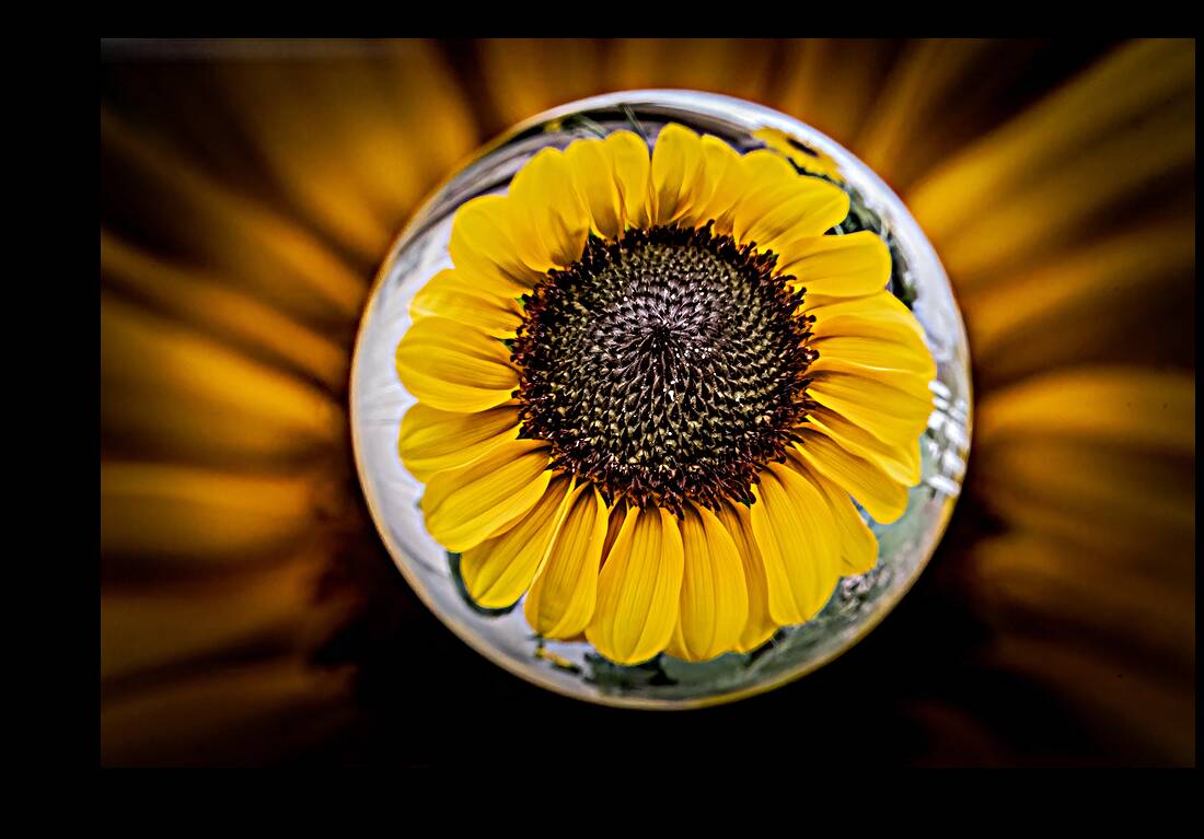 Sunflower 1 Reproduction