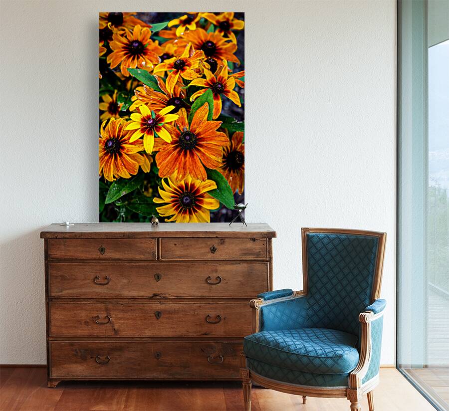 Blackeyed Susans Reproduction