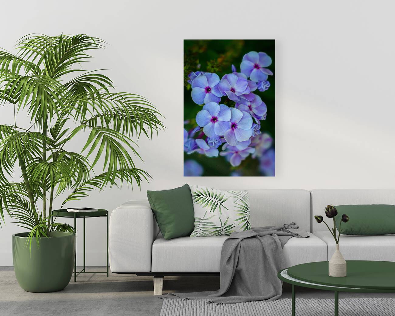 Phlox Reproduction