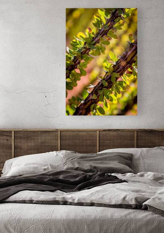 Arizona Ocotillo by Warren Pickett Photography