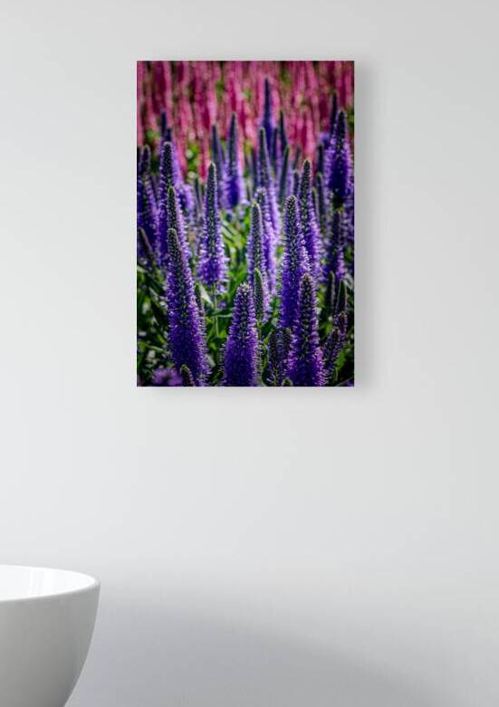 Spiked Speedwell 2 by Warren Pickett Photography