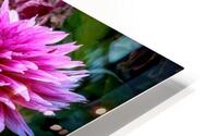 Dahlia 1 HD Metal print
