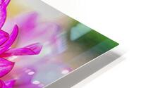 Dahlia 3 HD Metal print