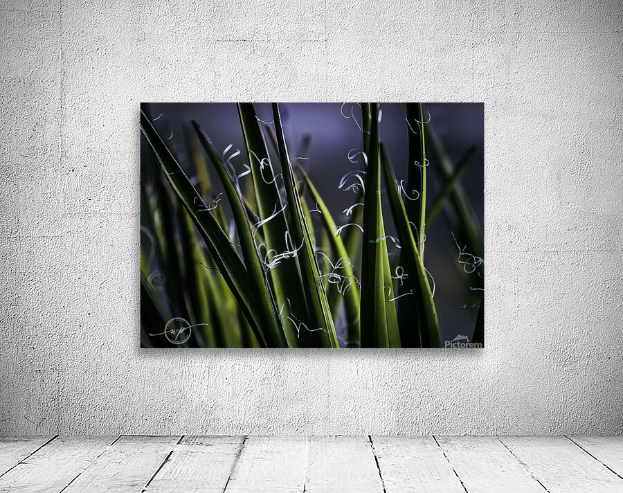 Utah Yucca Wall Preview