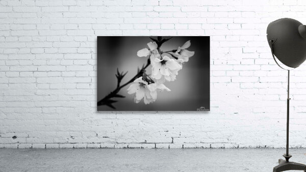 Sakura Wall Preview