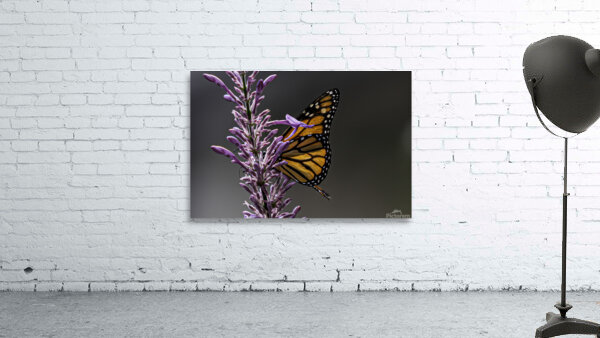 Monarch Wall Preview
