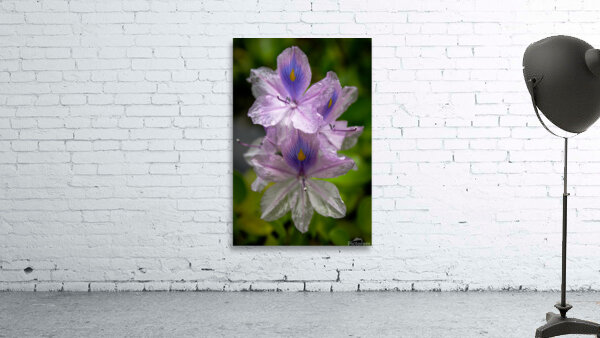 Purple Passion Wall Preview