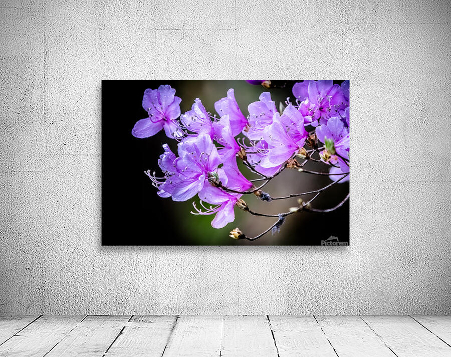 Spring in Japan Wall Preview