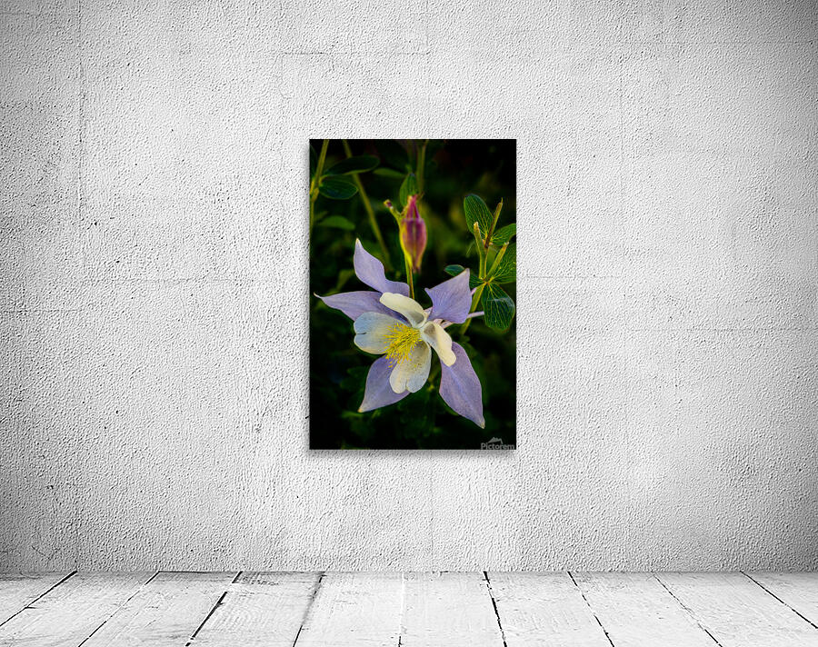 Columbine Wall Preview