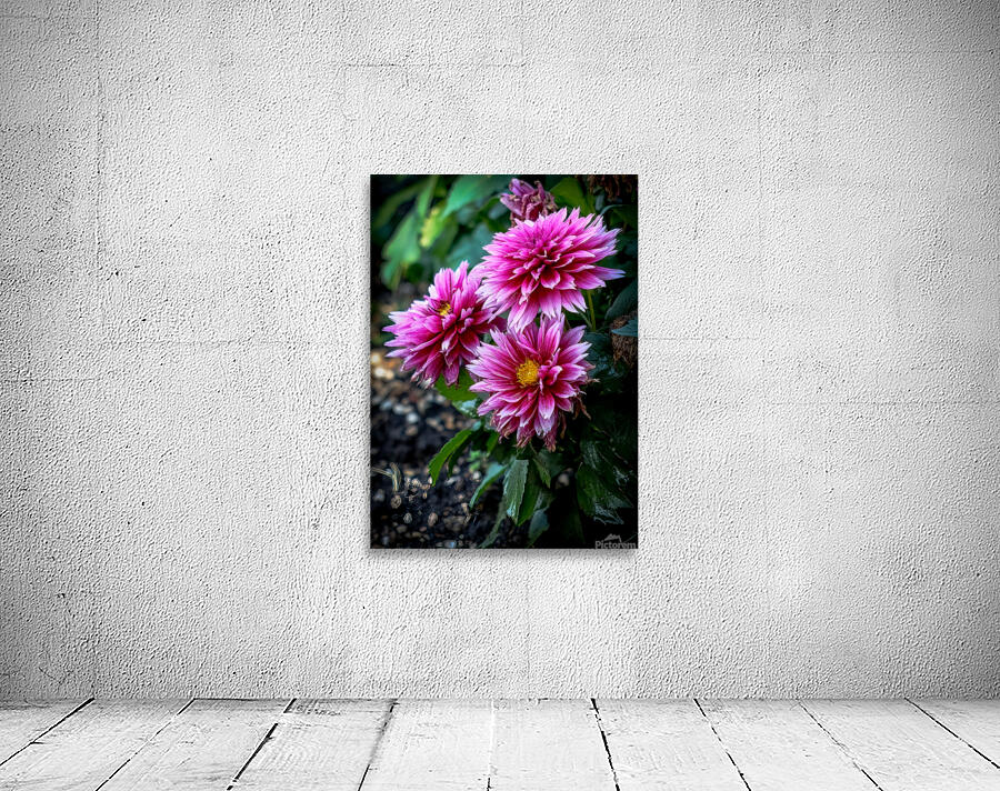 Dahlia 1 Wall Preview