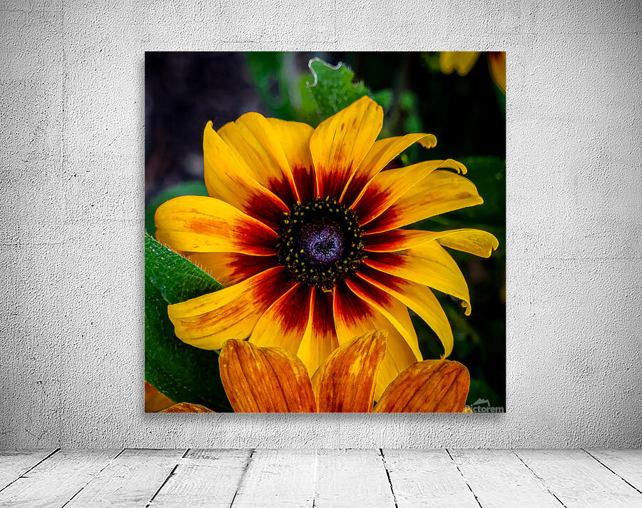 Blackeyed Susan Wall Preview