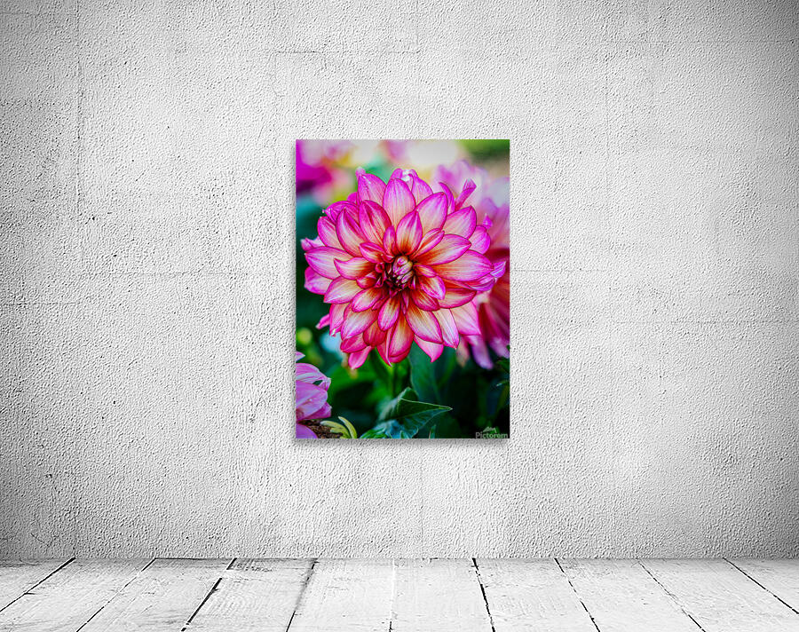 Dahlia 3 Wall Preview