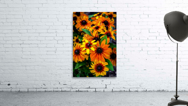 Blackeyed Susans Wall Preview