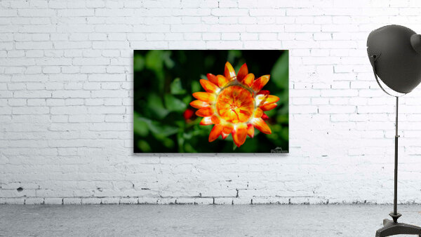 Paper Daisy Wall Preview