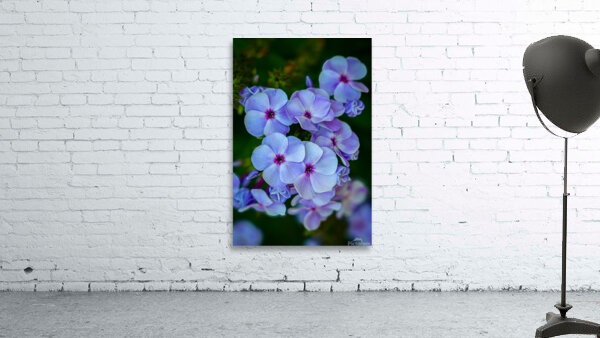 Phlox Wall Preview